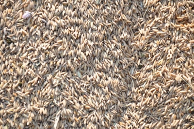 Paddy(Dhan)