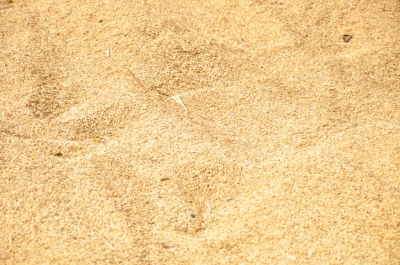 Paddy(Dhan)