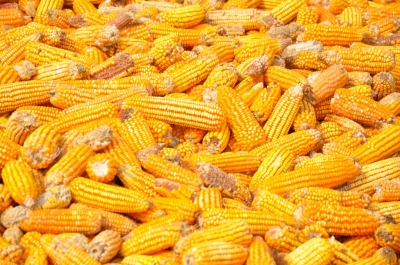 Maize