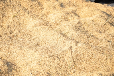 Paddy(Dhan)
