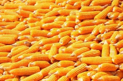 Maize