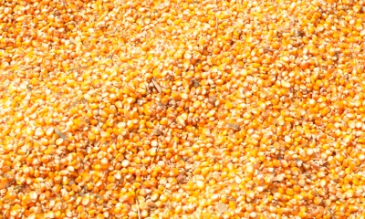 Maize