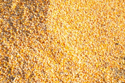 Maize