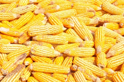 Maize