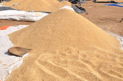 Paddy(Dhan)