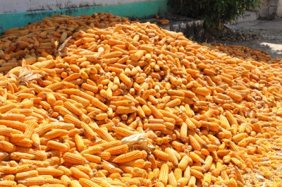 Maize