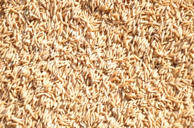Paddy(Dhan)