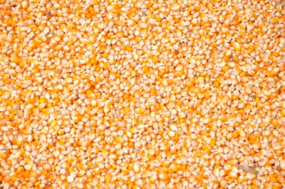 Maize