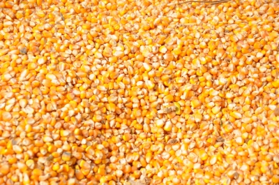 Maize