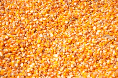Maize