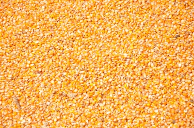 Maize