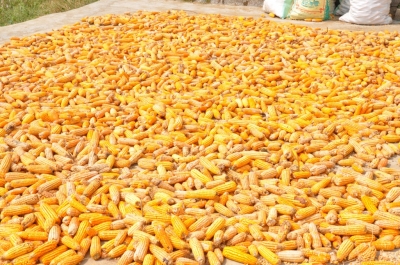 Maize