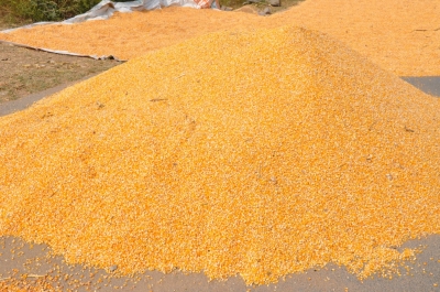 Maize