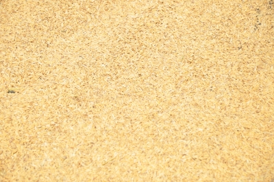 Paddy(Dhan)