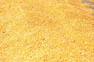Maize