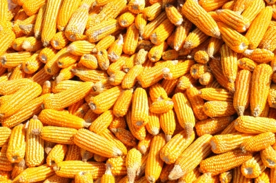 Maize