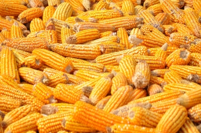 Maize