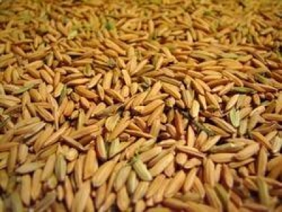 Paddy(Dhan)