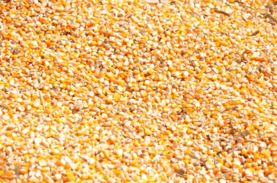 Maize