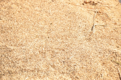 Paddy(Dhan)