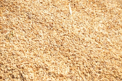 Paddy(Dhan)