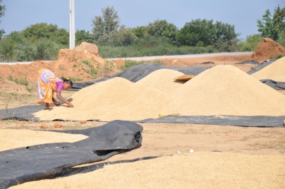 Paddy(Dhan)
