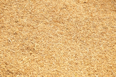 Paddy(Dhan)