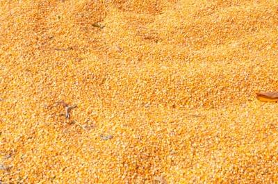 Maize