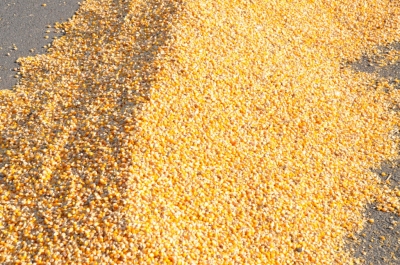 Maize
