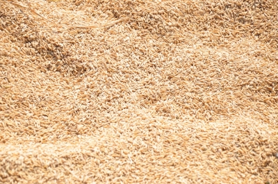 Paddy(Dhan)
