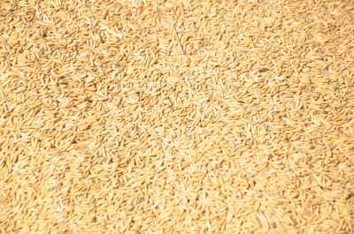Paddy(Dhan)