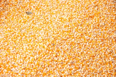 Maize