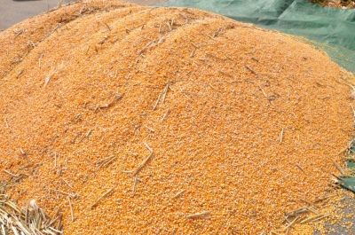 Maize