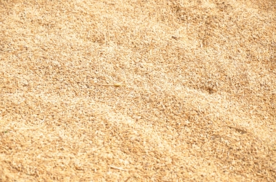 Paddy(Dhan)