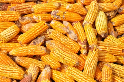 Maize