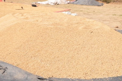 Paddy(Dhan)