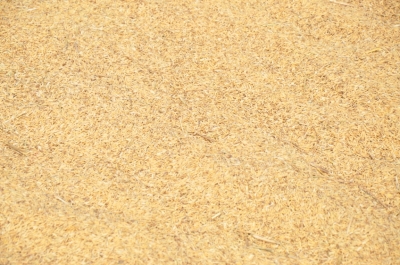 Paddy(Dhan)
