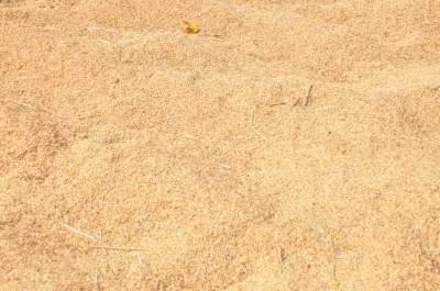 Paddy(Dhan)