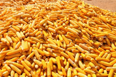 Maize