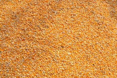 Paddy(Dhan)