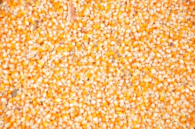 Maize