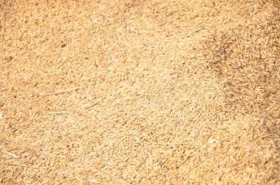 Paddy(Dhan)
