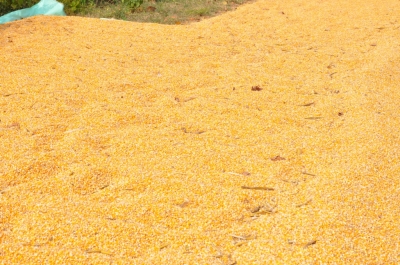 Maize