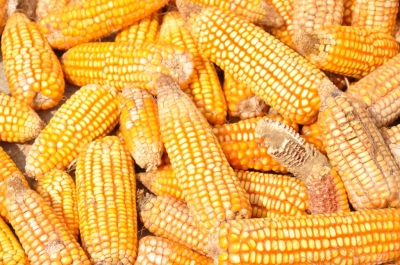 Maize