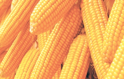 Maize