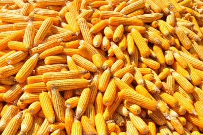 Maize