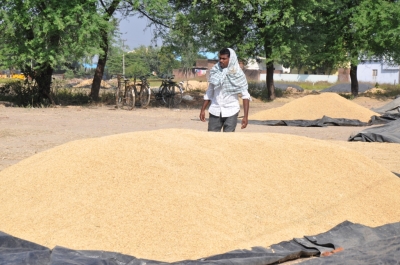 Paddy(Dhan)