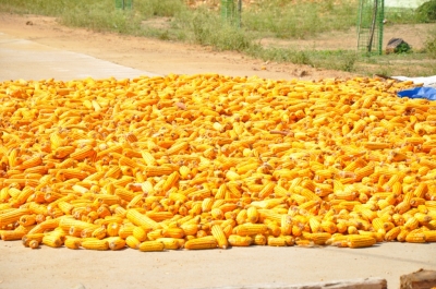 Maize