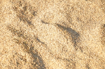 Paddy(Dhan)