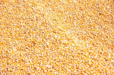 Maize